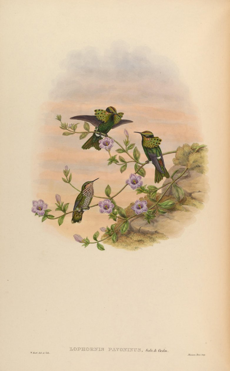 Lophornis pavoninus af John Gould