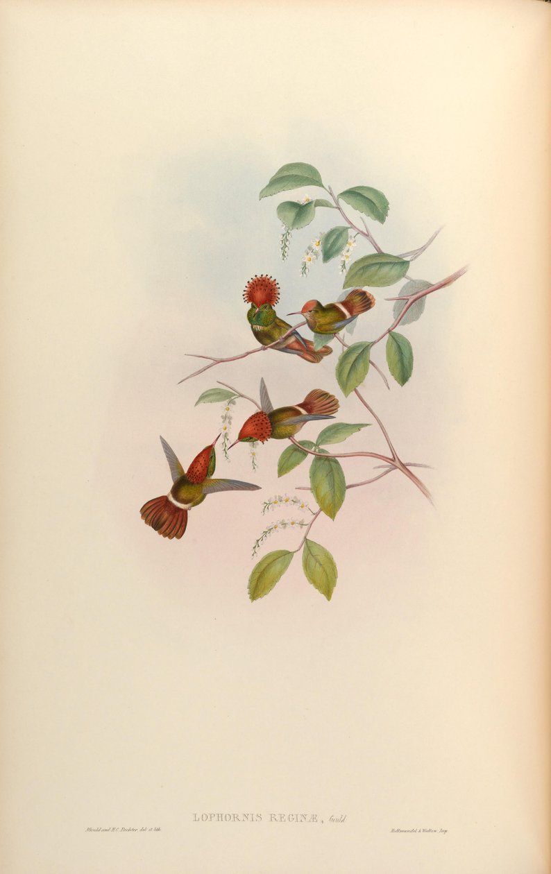 Lophornis queen = Lophornis stictolophus af John Gould
