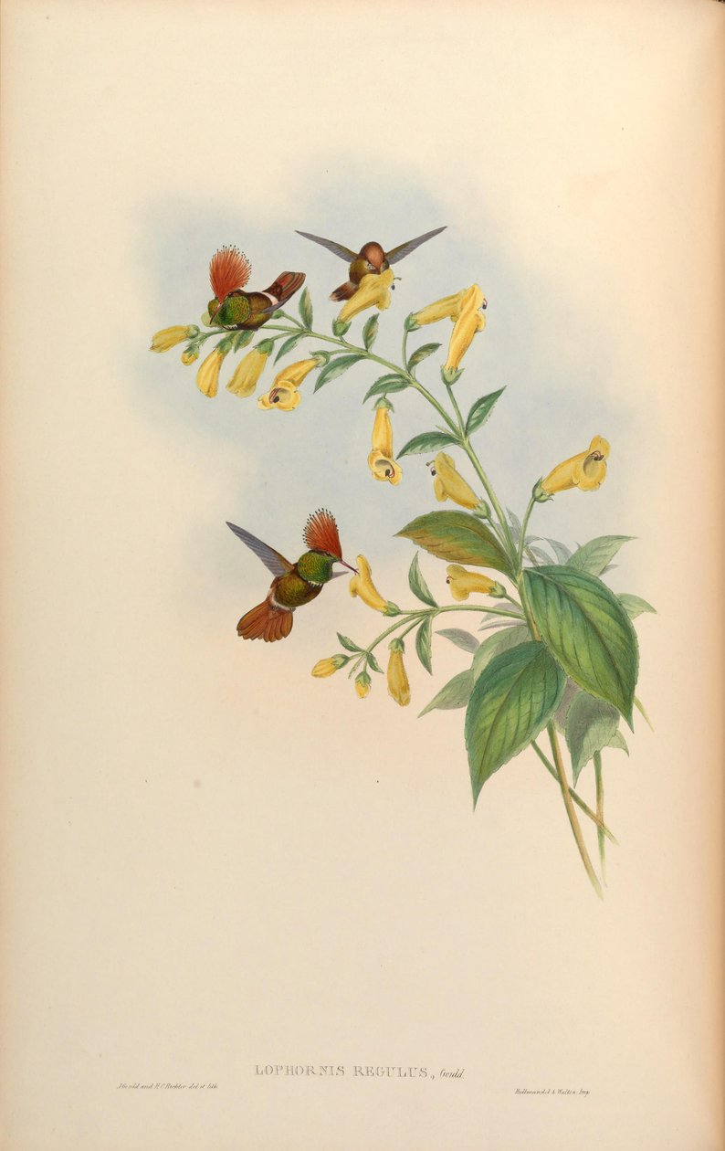 Lophornis regulus = Lophornis delattrei af John Gould