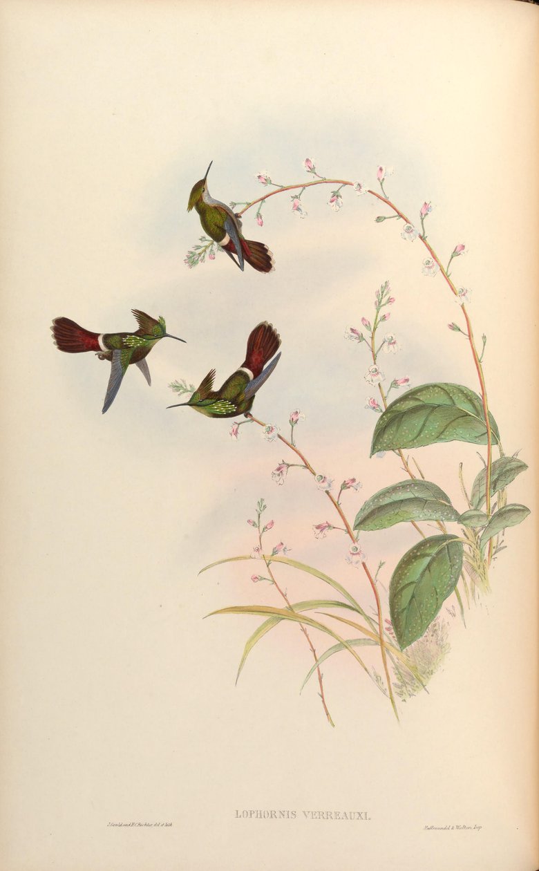 Lophornis verreauxi = Lophornis chalybaeus verrauxii af John Gould
