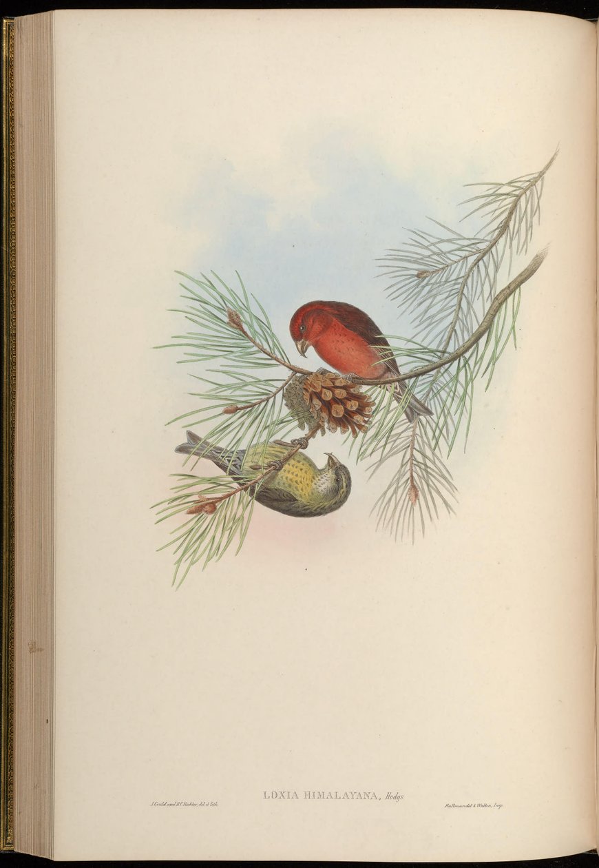 Loxia himalayensis = Loxia curvirostra himalayensis af John Gould