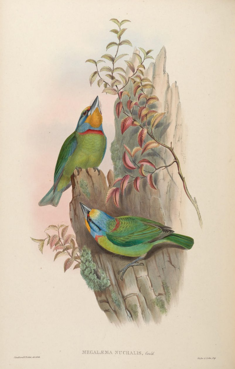 Megalaema nuchalis = Megalaima nuchalis af John Gould