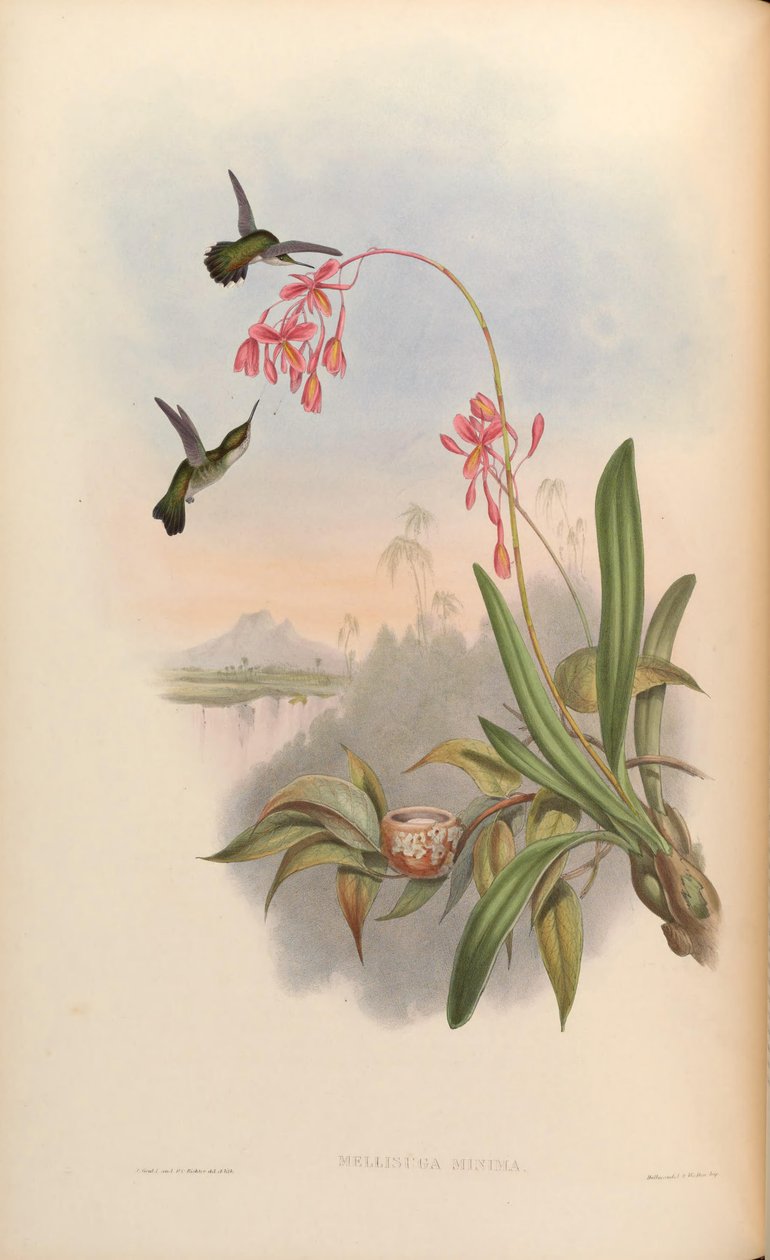 Mellisuga minimum af John Gould