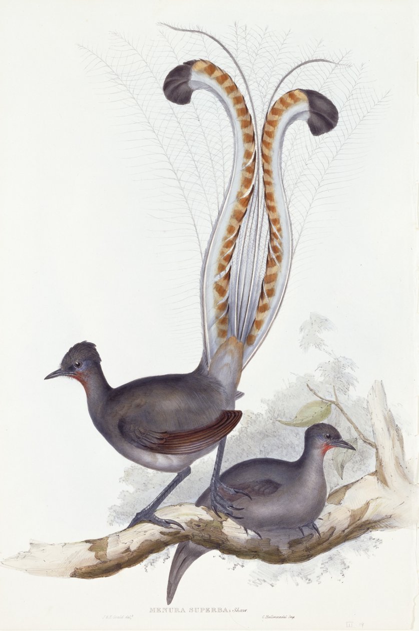 Menura Superba: Shaw. Pl. 14. Bd. III, 1837-1848 af John Gould
