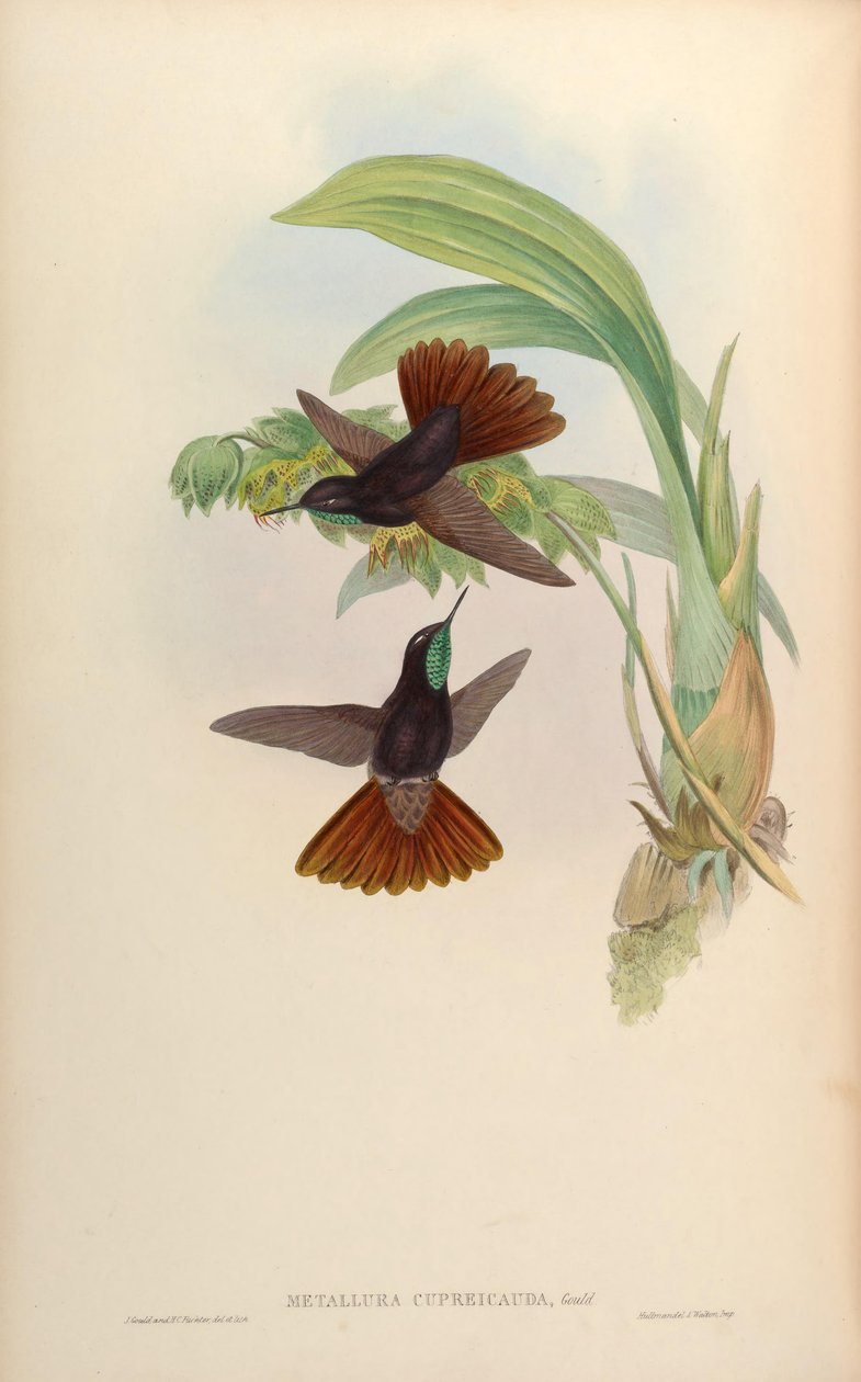 Metallura cupreicauda = Metallura Phoebe cupreicauda af John Gould