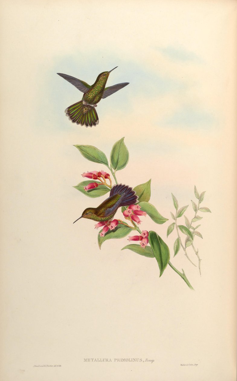 Metallura primolina = Metallura william primolina af John Gould