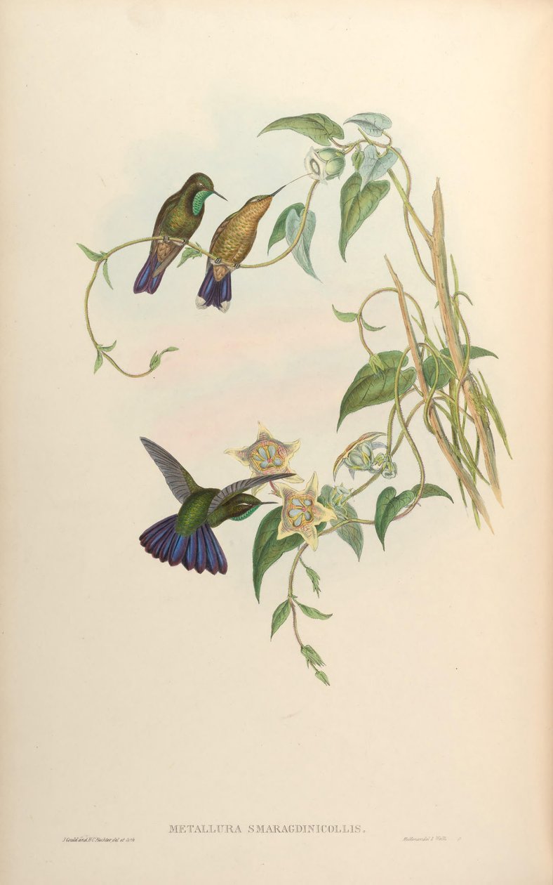 Metallura smaragdinicollis = Metallura tyrianthina smaragdinicollis af John Gould