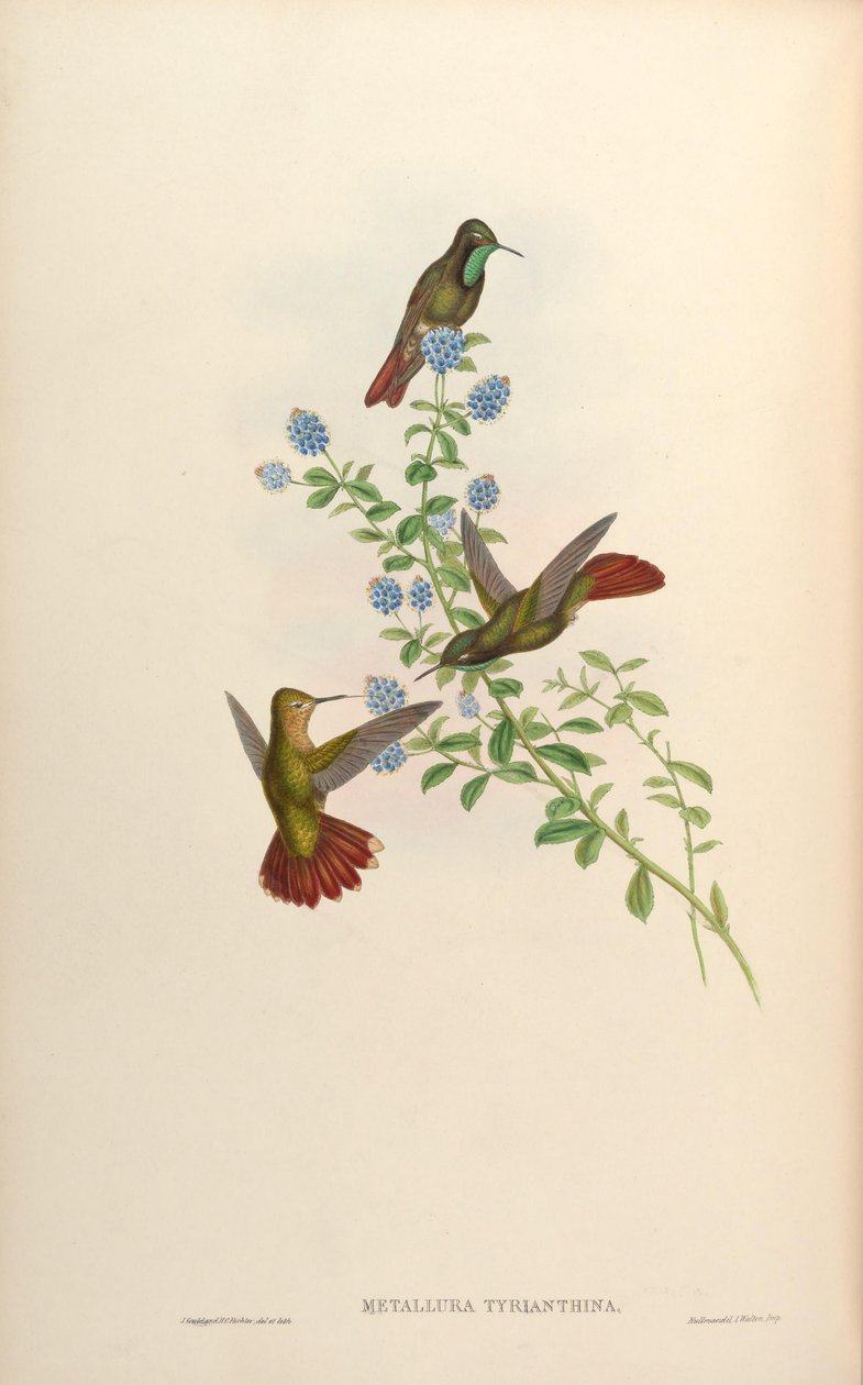 Metallura tyrianthina af John Gould