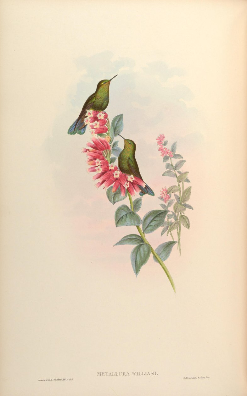 Metallura william af John Gould