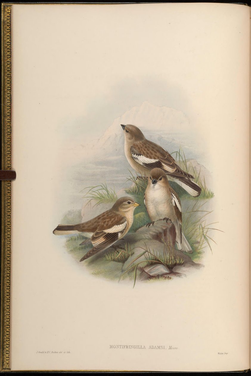 Montifringilla adamsi af John Gould