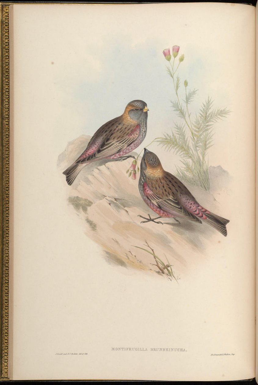 Montifringilla brunneinucha = Leucosticte brunneinucha = Leucosticte arctoa brunneinucha [2] af John Gould