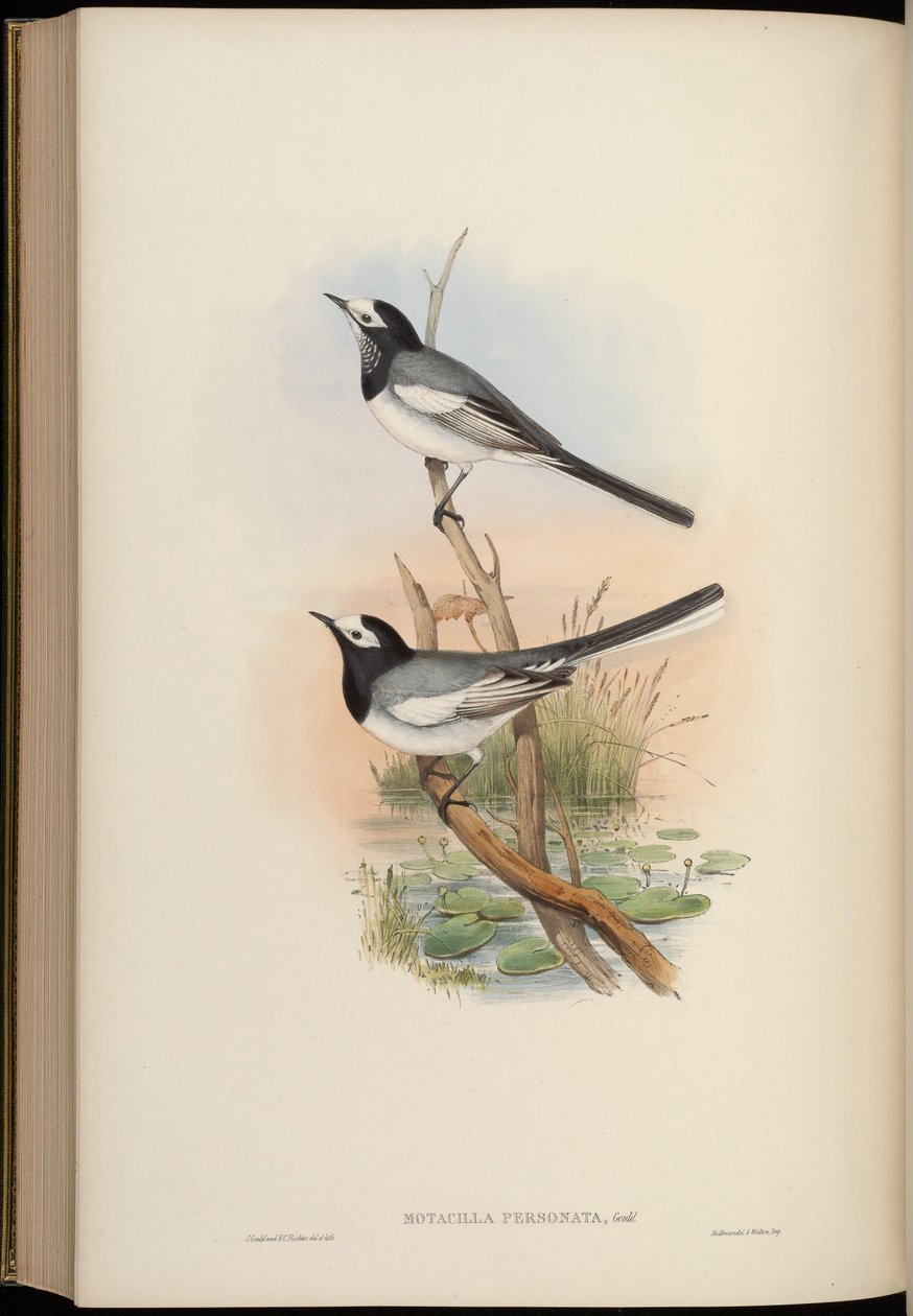Motacilla personata = Motacilla alba personata af John Gould