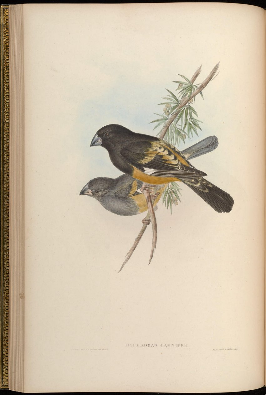 Mycerobas carnipes af John Gould