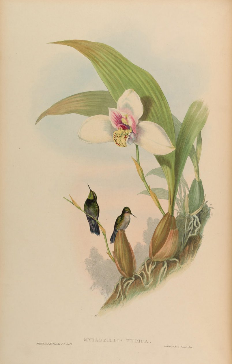 Myiabeilla typica = Abeillia abeillei af John Gould