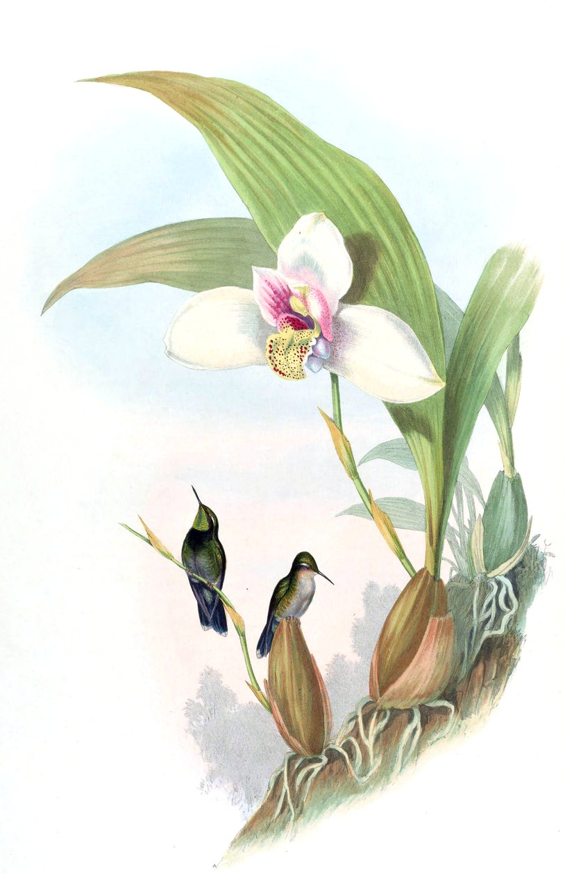 Myiabeilla typica = Abeillia abeillei af John Gould
