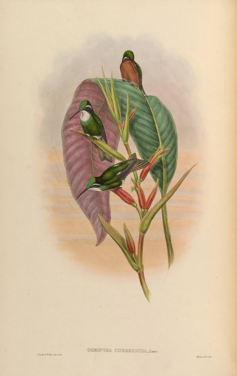 Oreopyra cinereicauda = Lampornis cinereicauda af John Gould