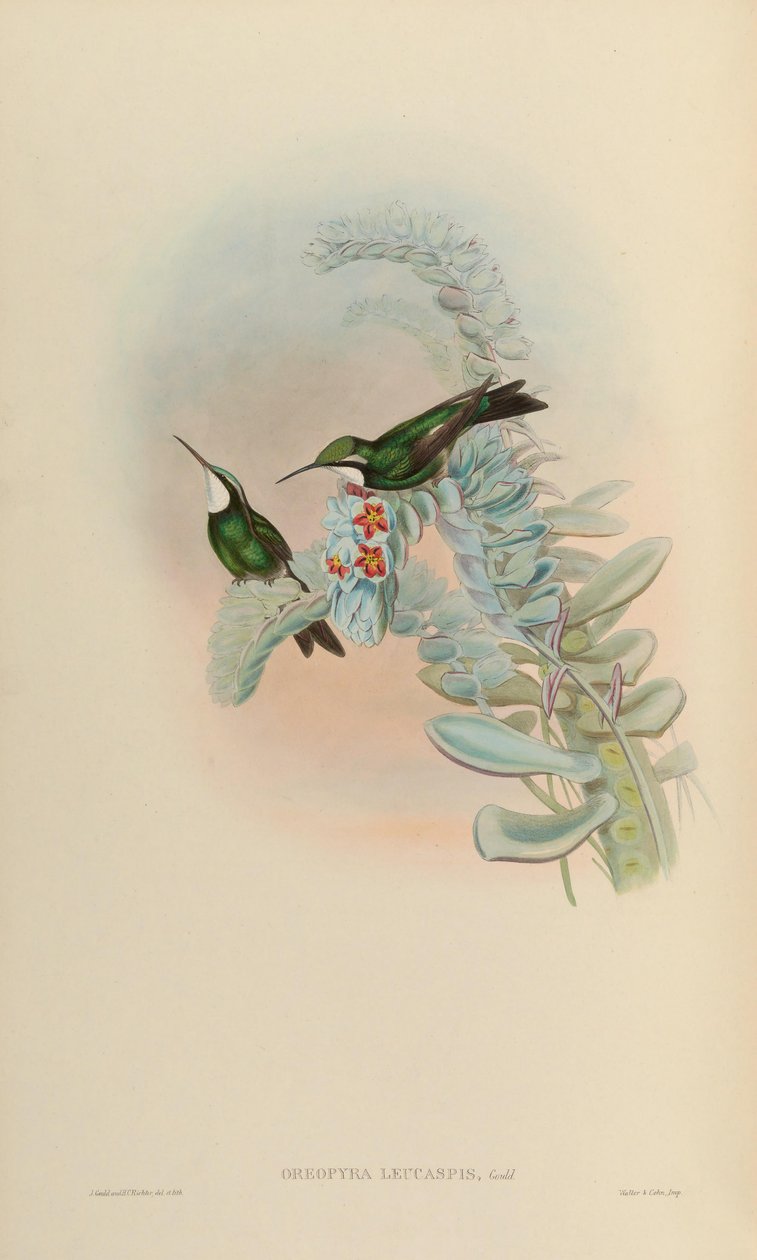 Oreopyra leucaspis = Lampornis castaneoventris af John Gould