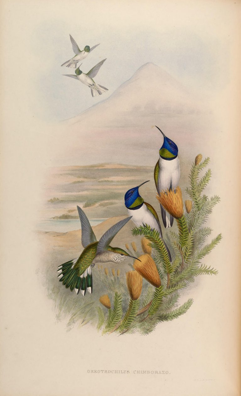 Oreotrochilus chimborazo af John Gould