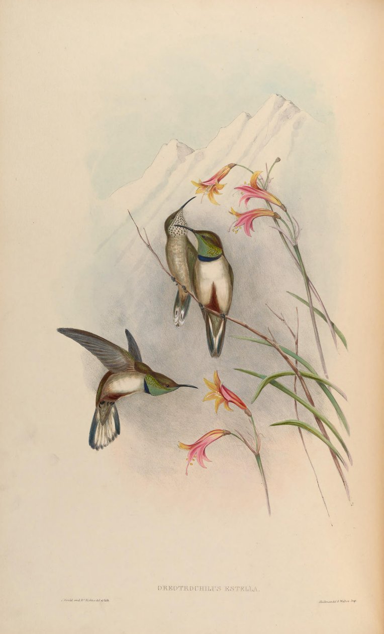 Oreotrochilus estella af John Gould