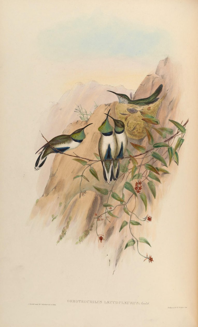 Oreotrochilus leucopleurus af John Gould