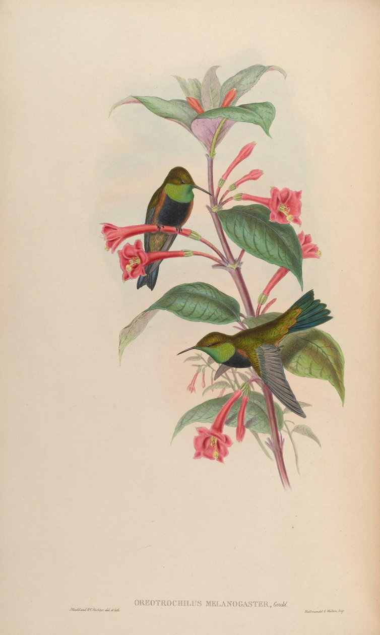 Oreotrochilus melanogaster af John Gould