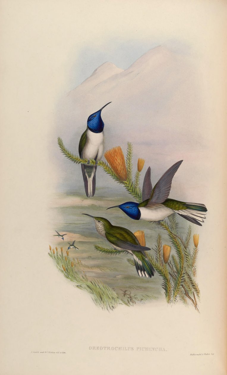 Oreotrochilus pichina = Oreotrochilus chimborazo jamesonii af John Gould