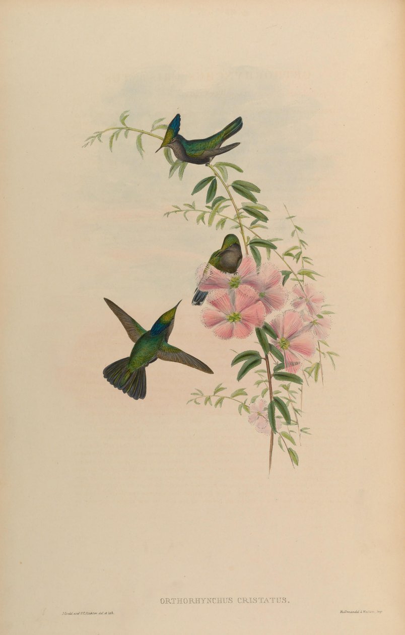 Orthorhynchus cristatus af John Gould