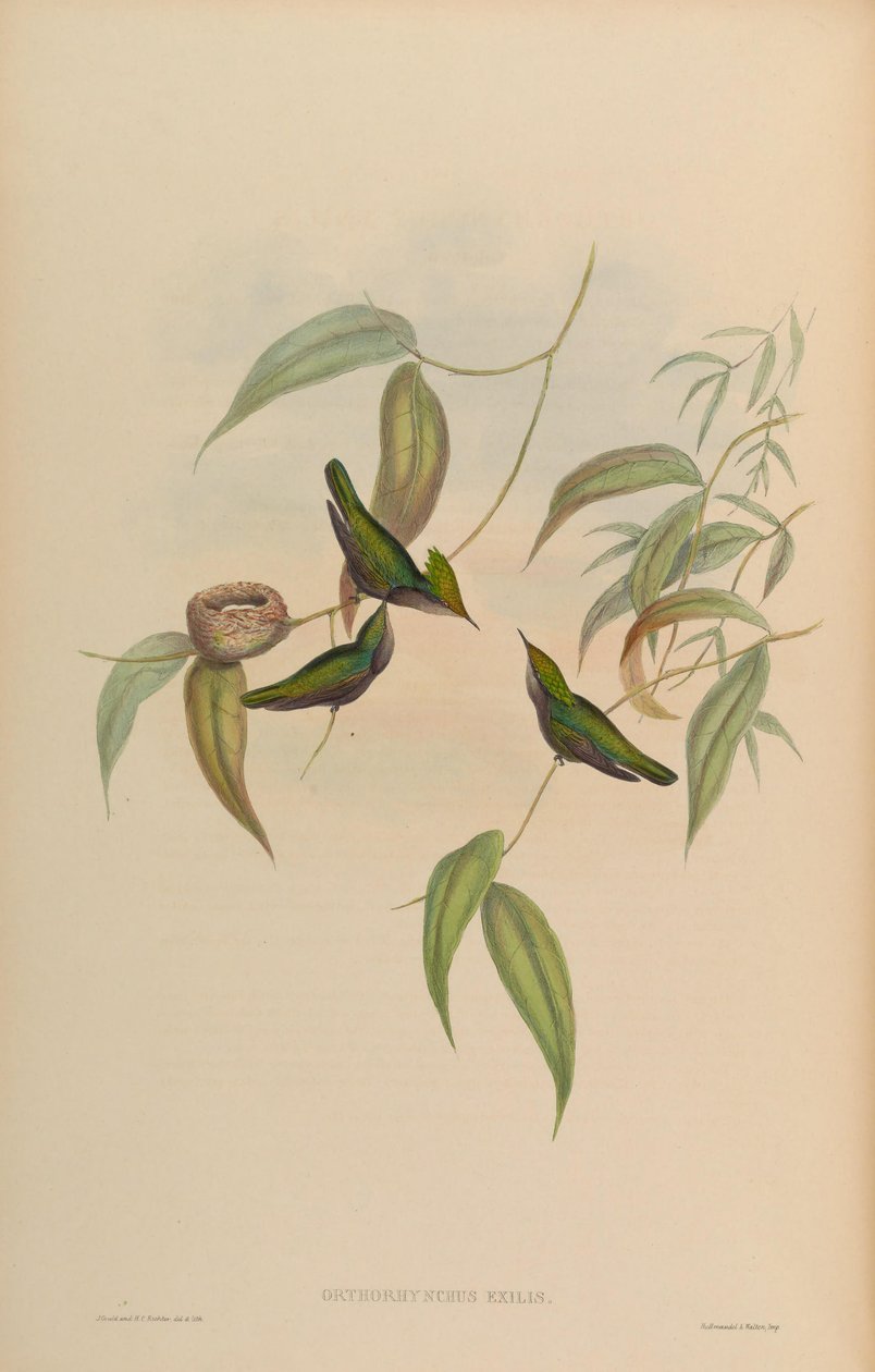 Orthorhynchus exilis = Orthorhynchus cristatus exilis af John Gould