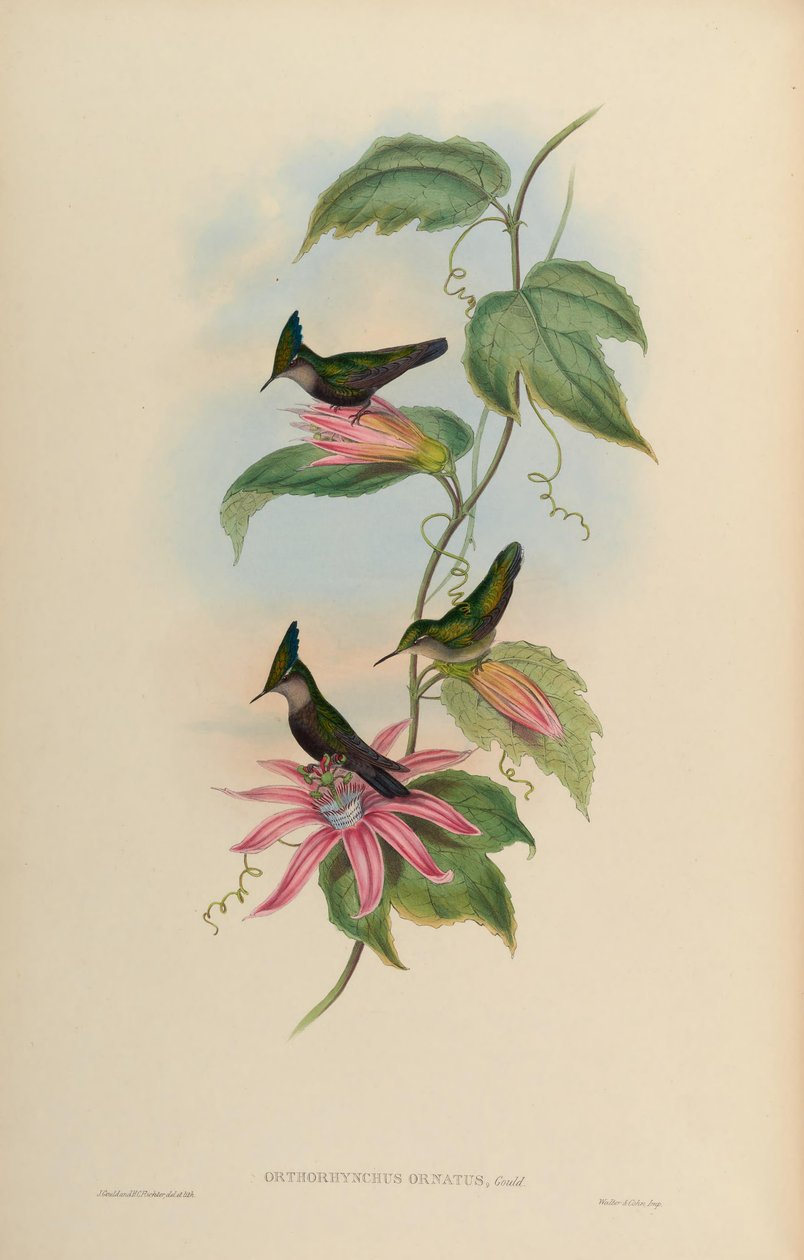 Orthorhynchus ortus = Orthorhynchus cristatus af John Gould