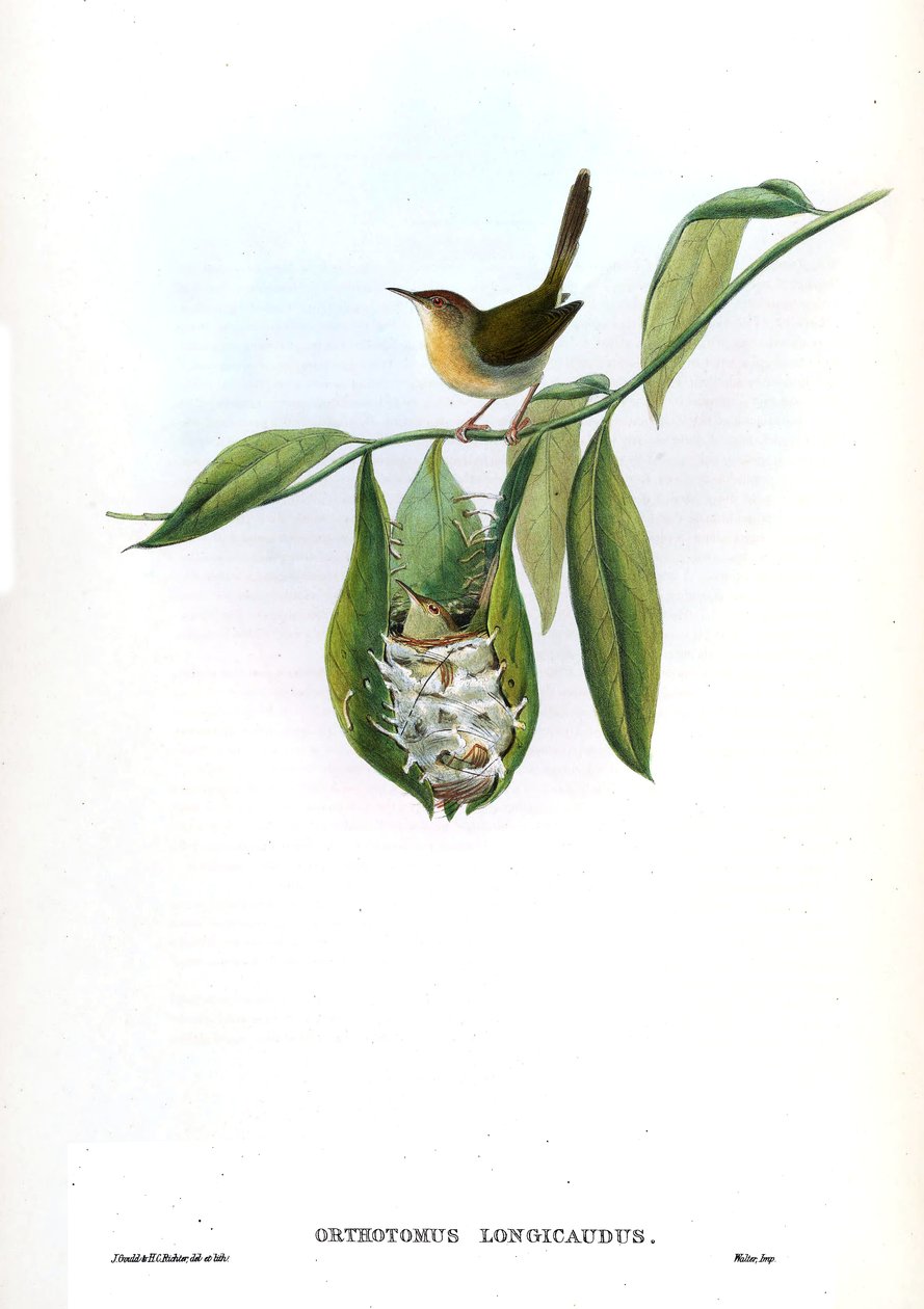 Orthotomus longicaudus = Orthotomus sutorius longicaudus af John Gould
