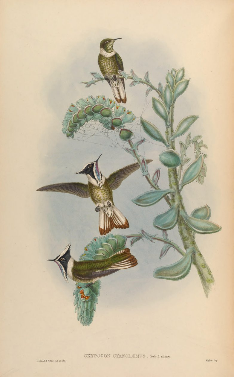 Oxypogon cyanolaemus = Oxypogon guerinii cyanolaemus af John Gould