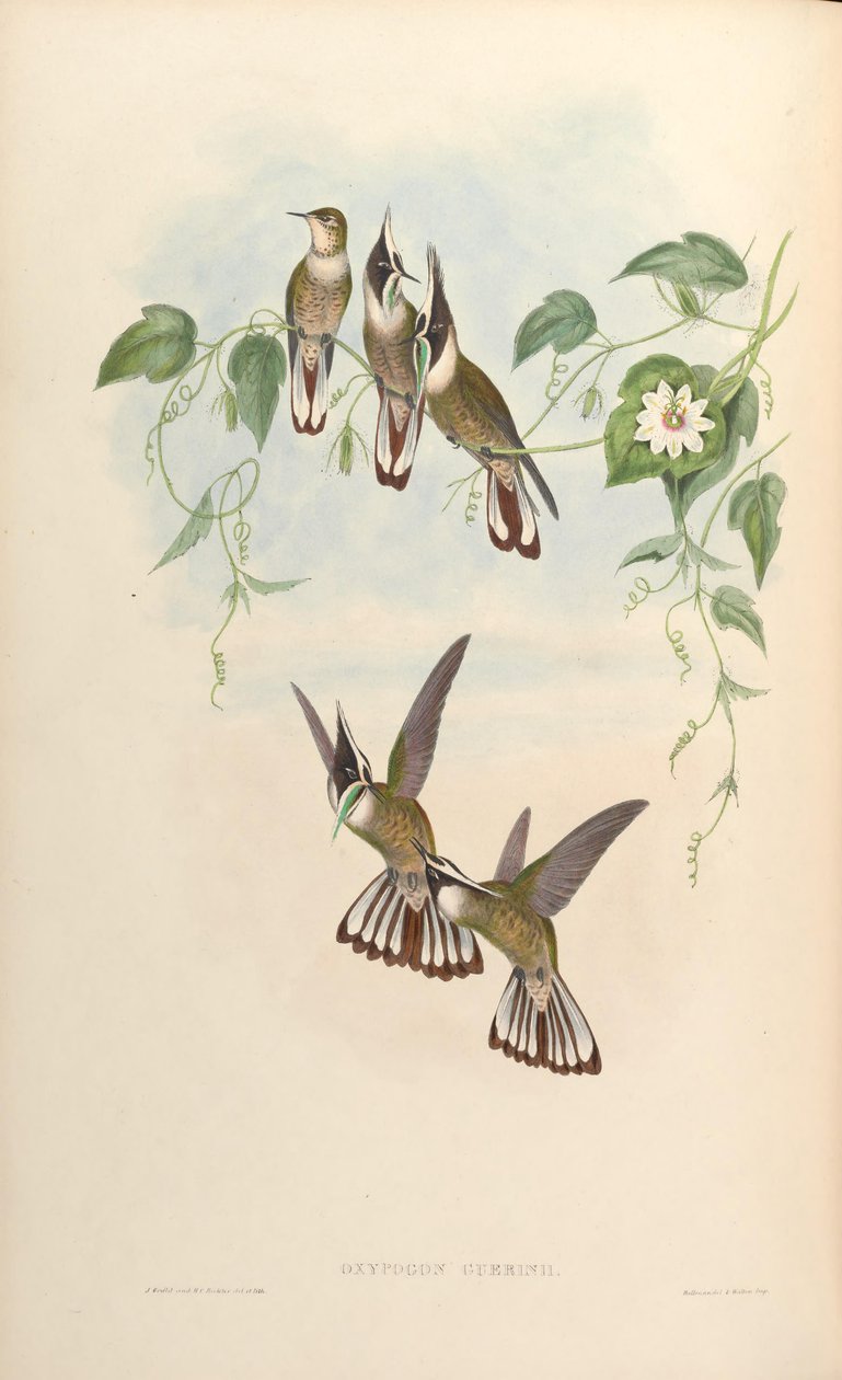 Oxypogon guerinii af John Gould