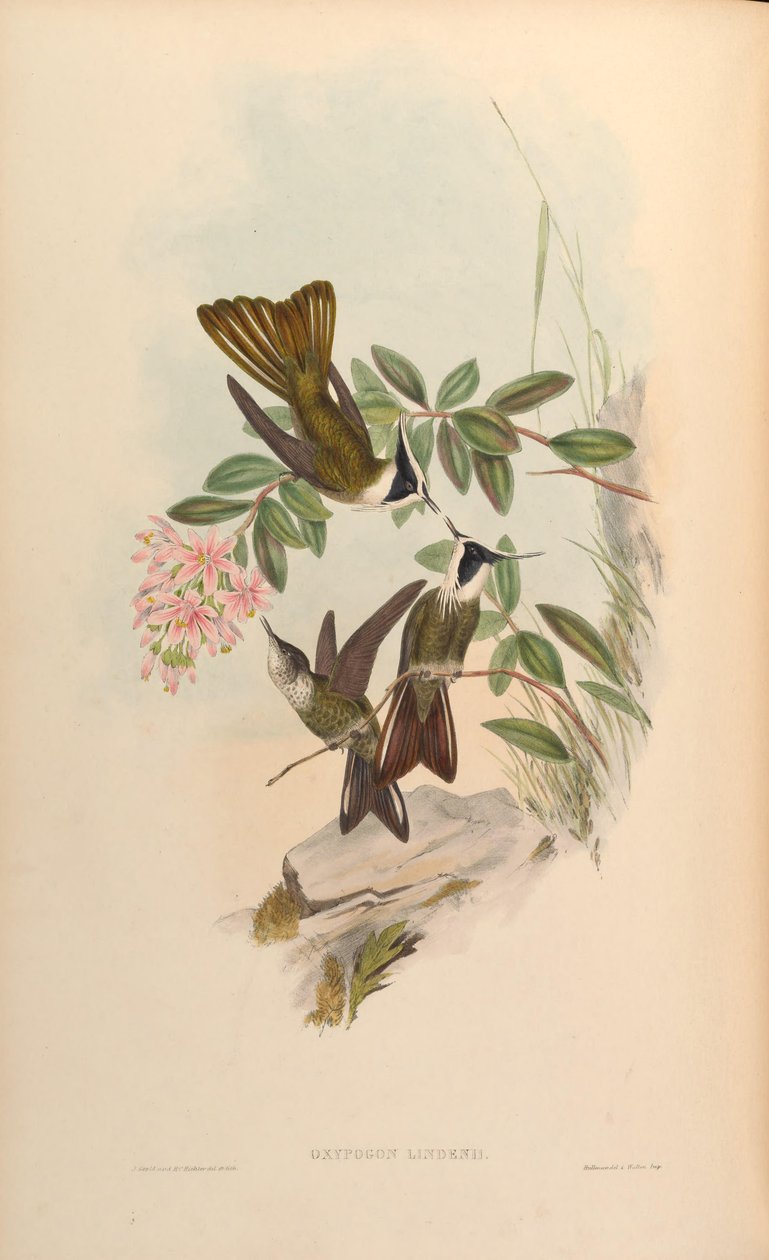 Oxypogon lindenii = Oxypogon guerinii lindenii af John Gould
