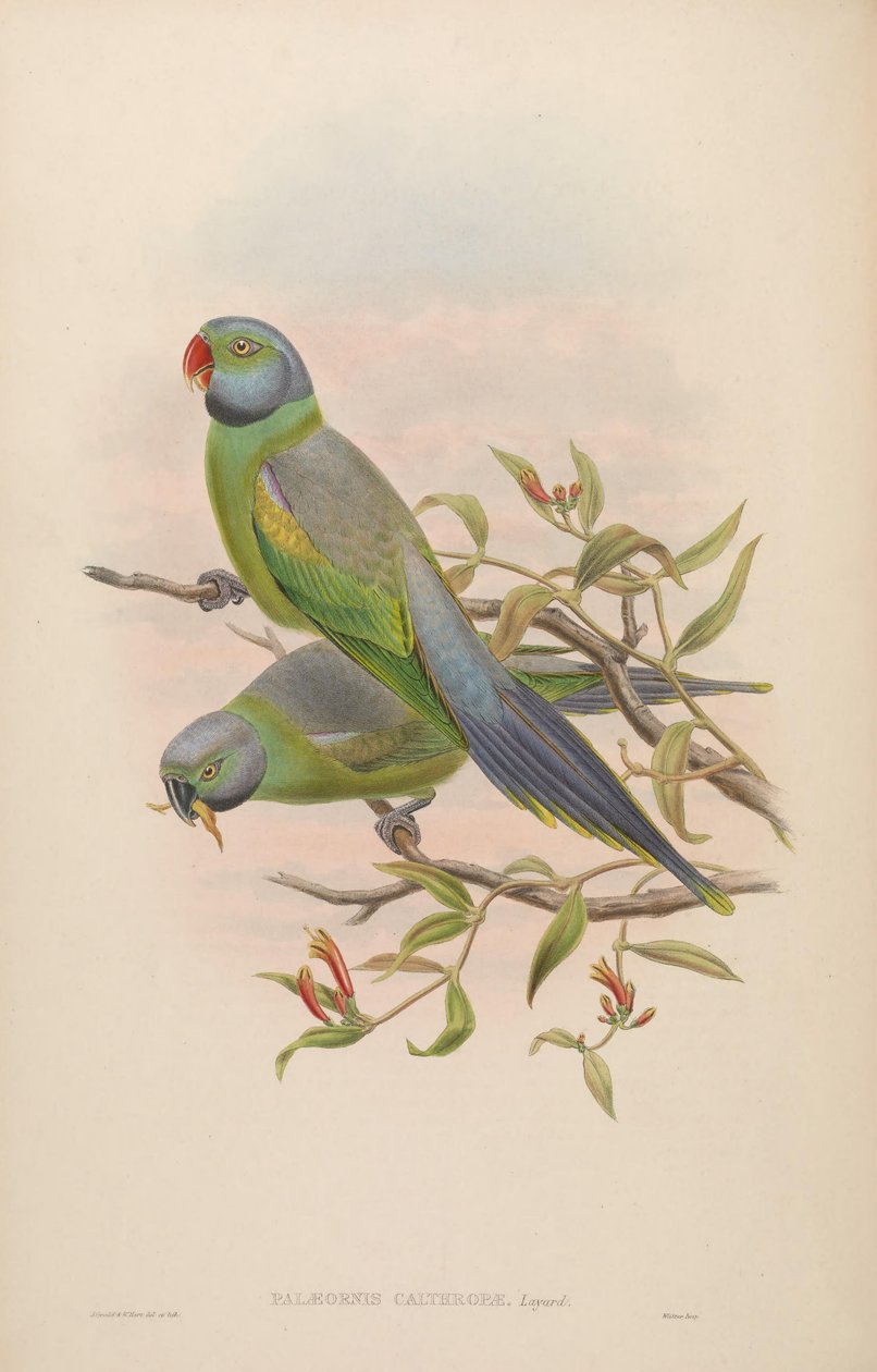 Palaeornis calthropae = Psittacula calthropae af John Gould