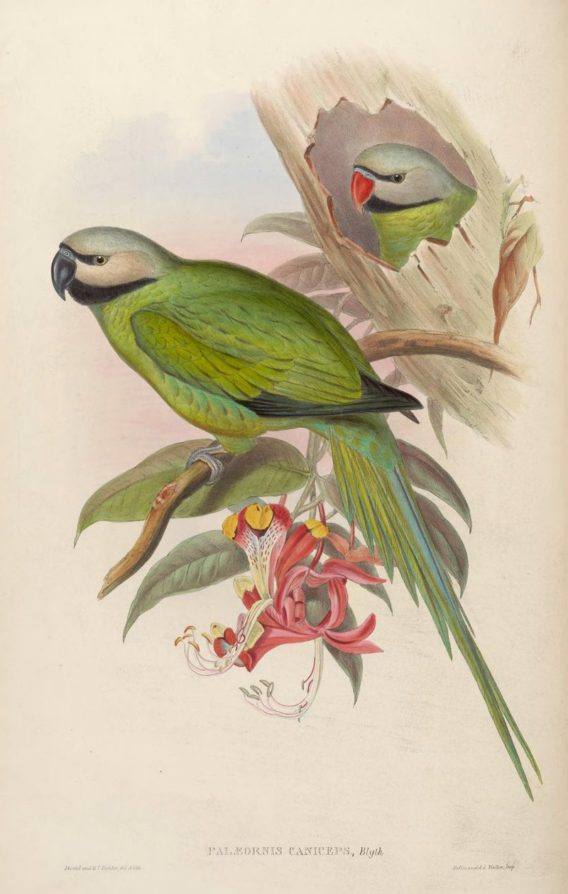 Palaeornis caniceps = Psittacula caniceps af John Gould