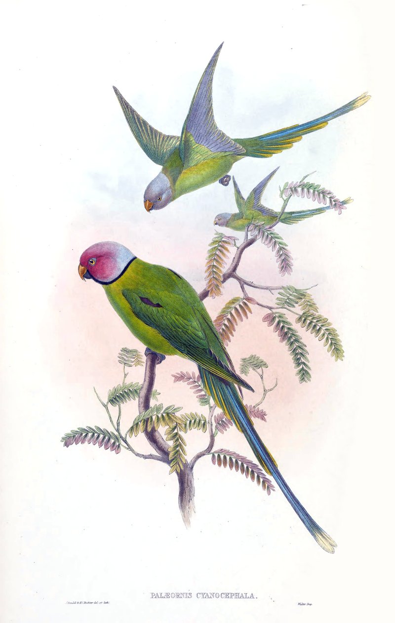 Palaeornis cyanocephalus = Psittacula cyanocephala [2] af John Gould