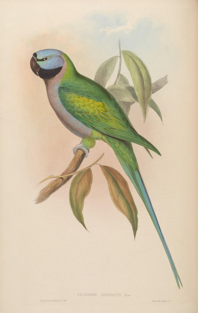 Palaeornis derbianus = Psittacula derbiana af John Gould