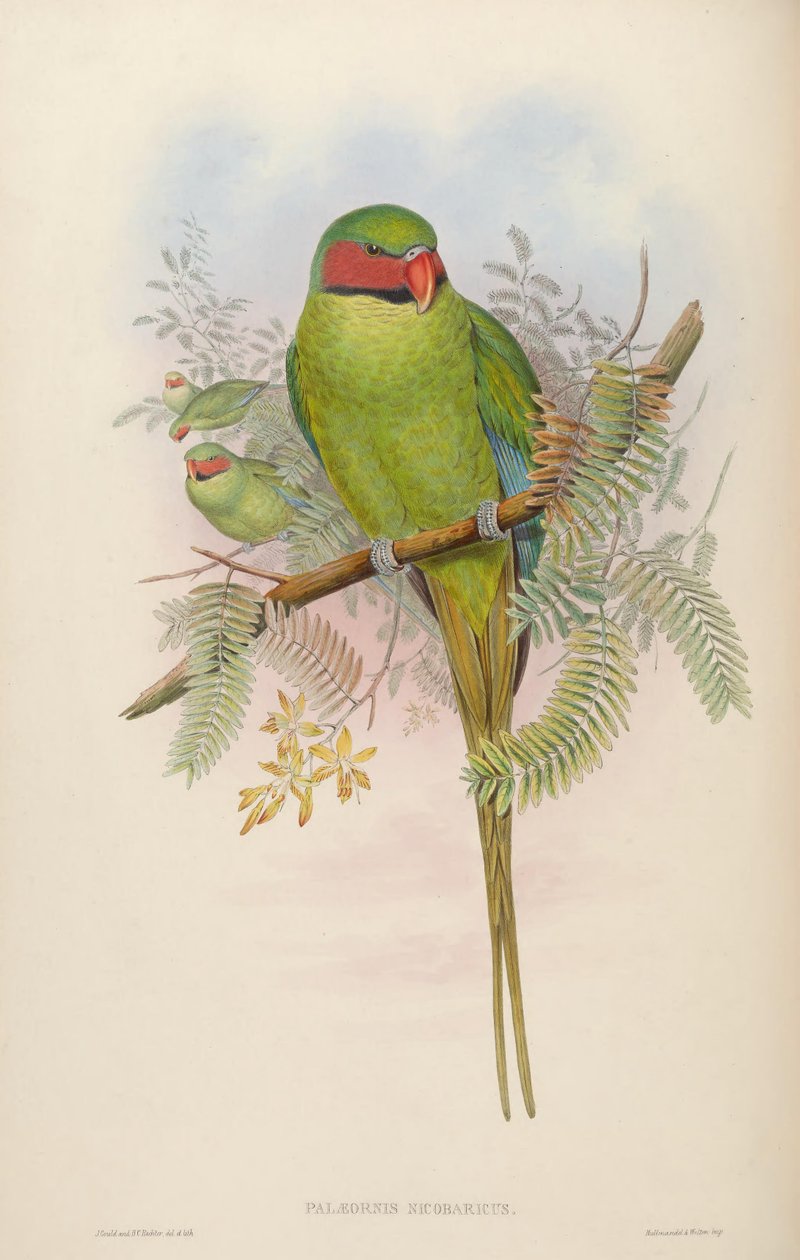 Palaeornis nicobaricus = Psittacula longicauda tytleri af John Gould