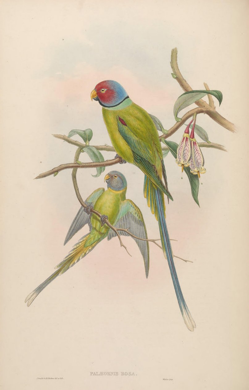 Palaeornis rosa = Psittacula roseata af John Gould