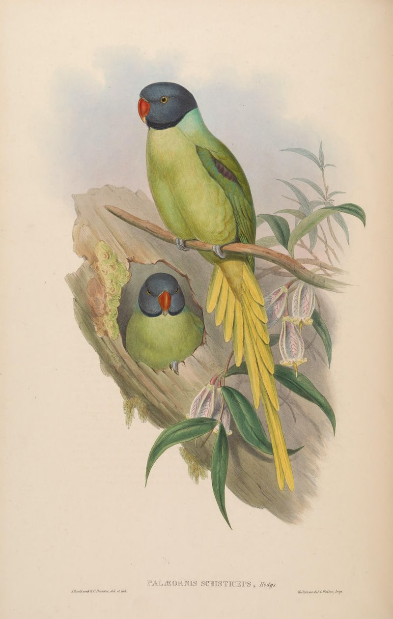 Palaeornis schisticeps = Psittacula finschii af John Gould