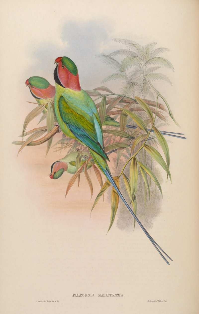 Palæornis malaccensis = Psittacula longicauda nicobarica af John Gould