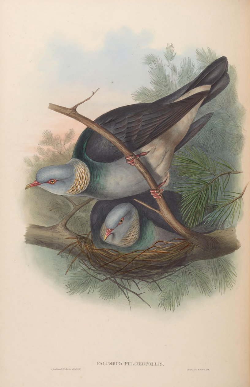 Columbus af John Gould