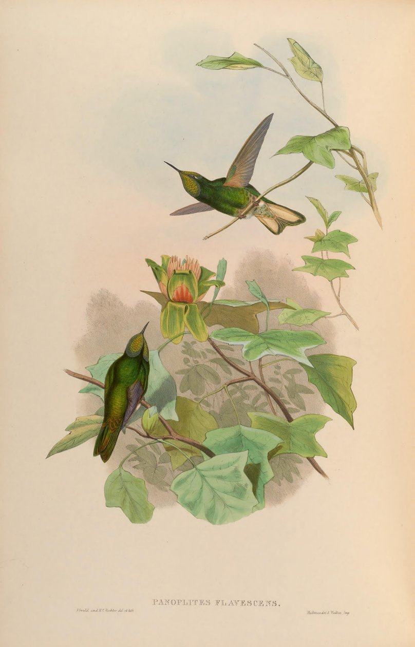 Panoplites flavescens = Boissonneaua flavescens af John Gould