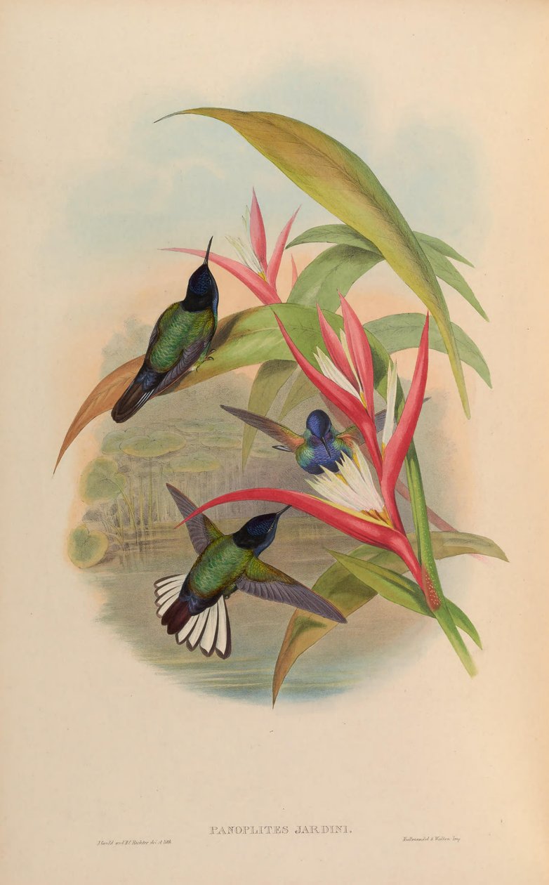 Havepanoplitter = Boissonneaua jardini af John Gould