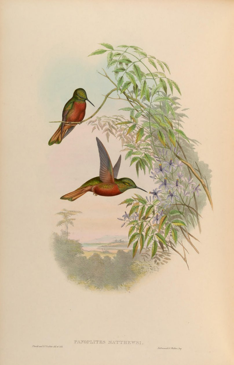 Panoplites matthewsii = Boissonneaua matthewsii af John Gould
