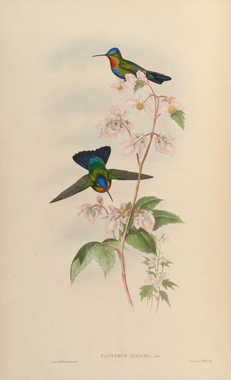 Panterpes af John Gould