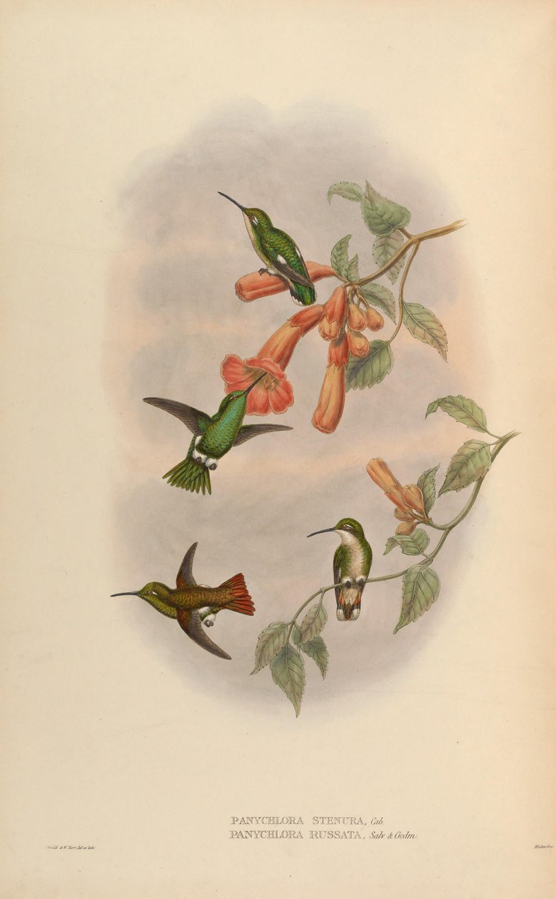 Panychlora russata = Chlorostilbon russatus Panychlora stenura = Chlorostilbon stenurus [2] af John Gould