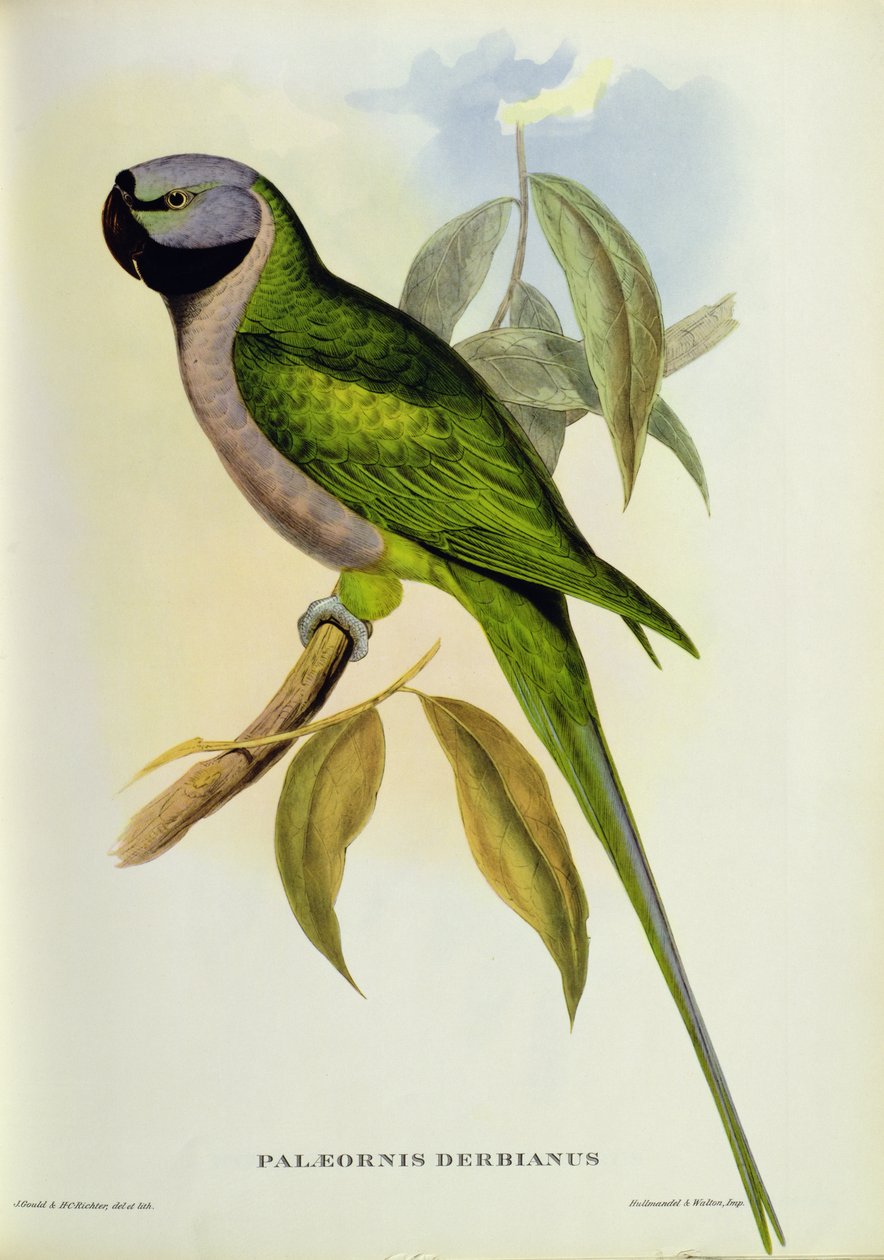 Parakit: Palaeornis Derbianus, ca. 1850 af John Gould