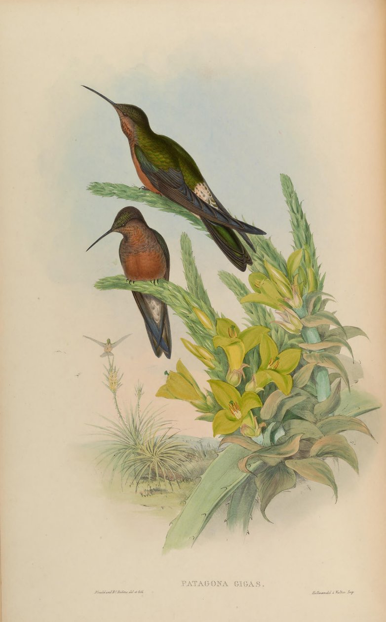 Patagona gigas af John Gould