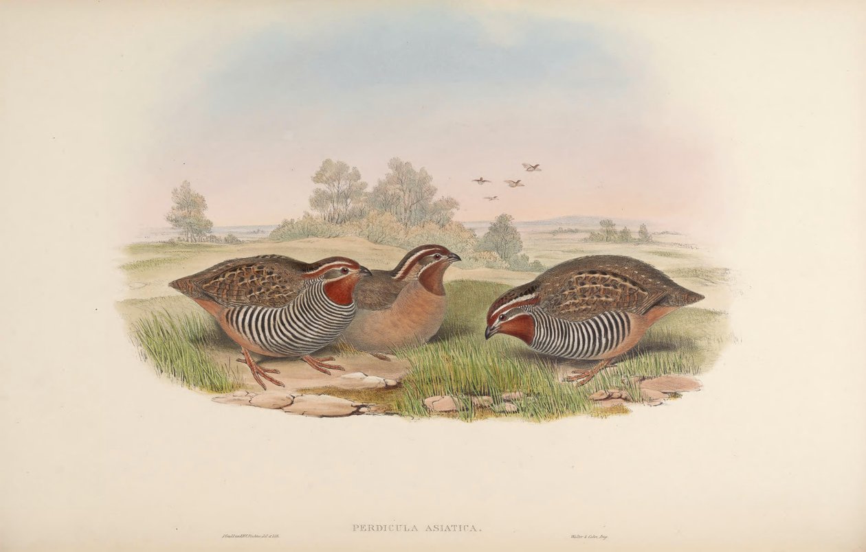 Asiatisk agerhøne af John Gould